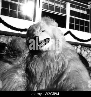 Eva Braun Collection - (album 1) -  Man dressed in a bear costume ca. 1930s Stock Photo