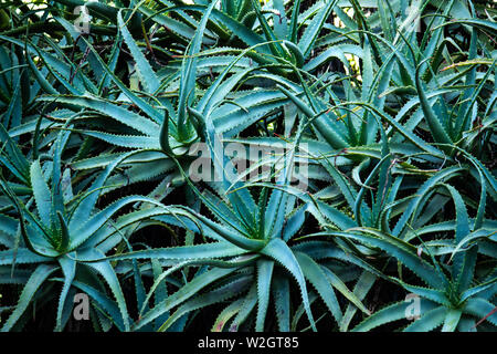 Mass planting of green aloe vera succulent plants with spikey leaves ideal as natural background