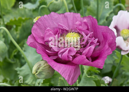 lilac opium poppy, Papaver somniferum, brightly coloured flowers of this annnual poppy in a country garden, June Stock Photo