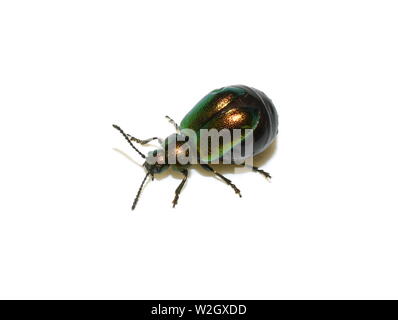 Green dock beetle Gastrophysa viridula female swollen with eggs isolated on white background Stock Photo