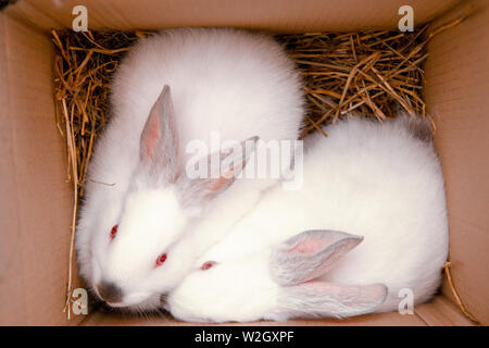Two white hares are sitting in a cardboard boxes. Easter bunny rabbits. Easter preparation, farm animals transportation and pets concept Stock Photo