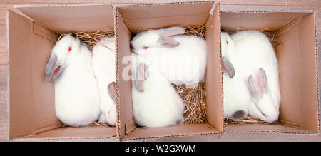 Six white hares are sitting in a cardboard boxes. Easter bunny rabbits. Easter preparation, farm animals transportation and pets concept Stock Photo