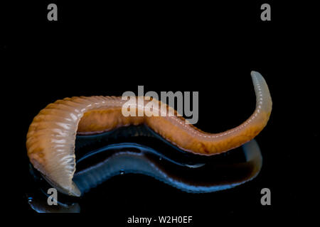 Close-up photo of Linguatula serrata or Tongue worm Stock Photo