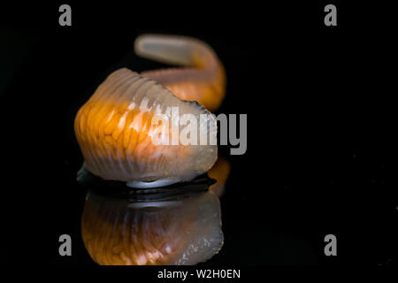 Close-up photo of Linguatula serrata or Tongue worm Stock Photo