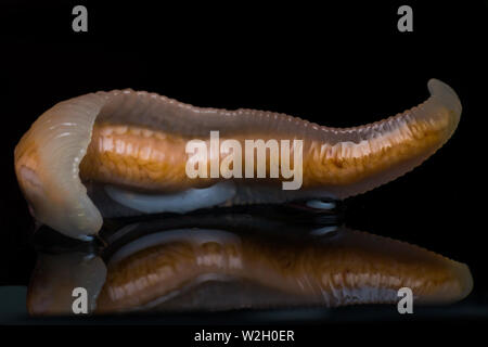 Close-up photo of Linguatula serrata or Tongue worm Stock Photo