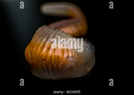 Close-up photo of Linguatula serrata or Tongue worm Stock Photo