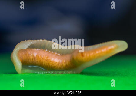 Close-up photo of Linguatula serrata or Tongue worm Stock Photo