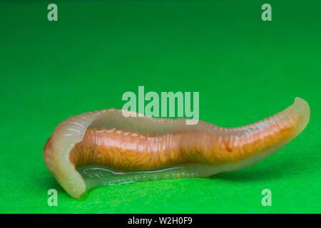 Close-up photo of Linguatula serrata or Tongue worm Stock Photo