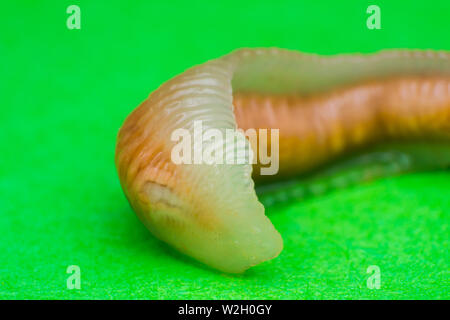 Close-up photo of Linguatula serrata or Tongue worm Stock Photo