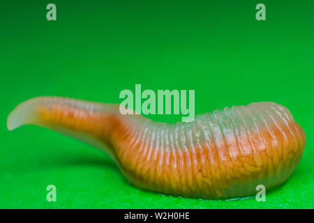 Close-up photo of Linguatula serrata or Tongue worm Stock Photo