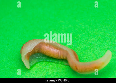 Close-up photo of Linguatula serrata or Tongue worm Stock Photo