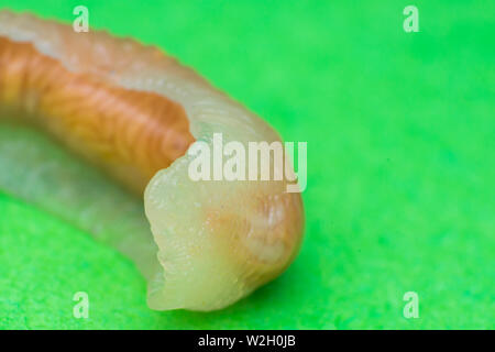 Close-up photo of Linguatula serrata or Tongue worm Stock Photo