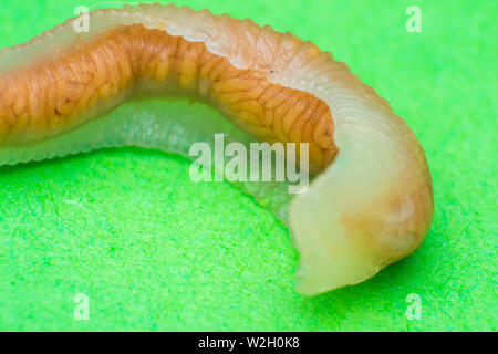 Close-up photo of Linguatula serrata or Tongue worm Stock Photo