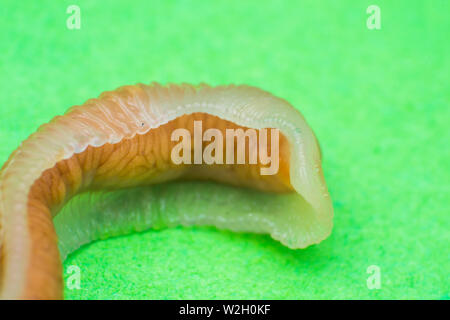 Close-up photo of Linguatula serrata or Tongue worm Stock Photo