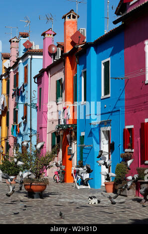 Multi colored houses in Burano village. Birds and cat.  Italy. Stock Photo