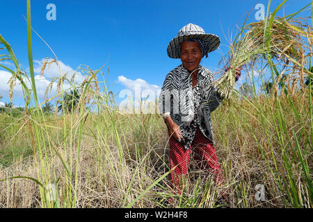 Elderly  woman working in rice field. Rice harvest. Kep. Cambodia. Stock Photo