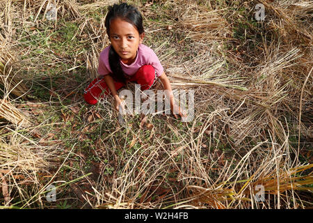 Young girl  working in rice field. Rice harvest. Kep. Cambodia. Stock Photo