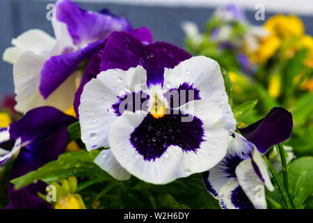 beautiful  garden pansy with white and dark purple colors and small water droplets Stock Photo