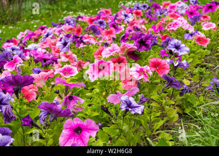 colorful petunia flowers bed, mixed colors Stock Photo