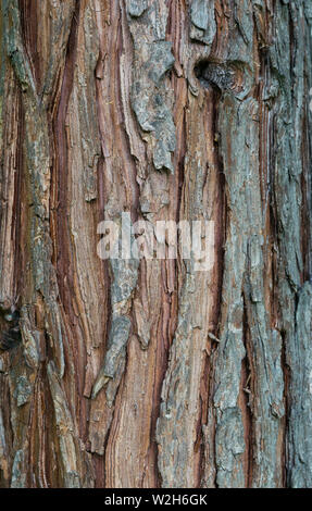 pine tree bark texture background - vertical photograph Stock Photo
