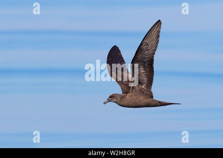 Jouanin's Petrel (Bulweria fallax), side view of an individual in flight over the sea in Oman Stock Photo