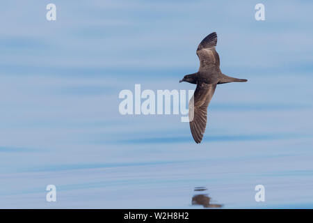 Jouanin's Petrel (Bulweria fallax), top virew of an individual in flight over the sea in Oman Stock Photo