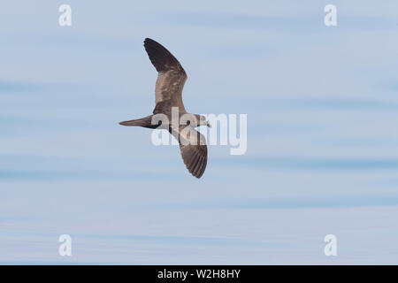 Jouanin's Petrel (Bulweria fallax), top view of an individual in flight over the sea in Oman Stock Photo