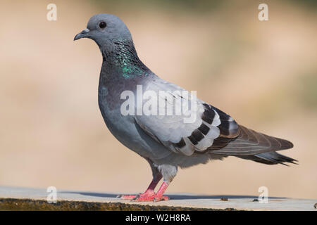 Rock Dove (Columba livia palaestinae), side view  of an adult standing on the edge of a pool Stock Photo