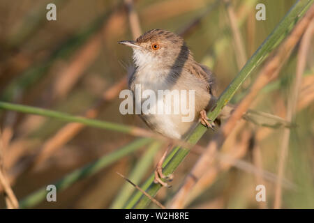 Graceful Prinia (Prinia gracilis), adult perched on a stem Stock Photo