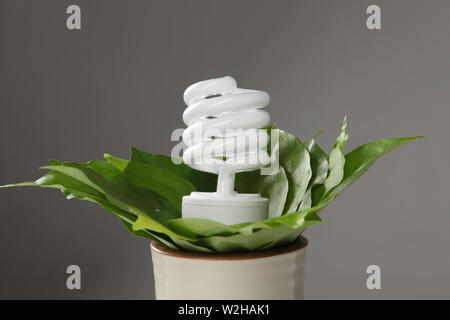 Energy saving lightbulb on a potted plant Stock Photo