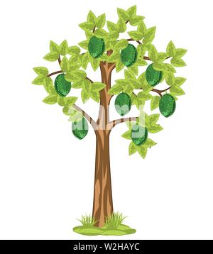 Vector illustration tree with fruit of the fruit lime Stock Vector