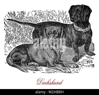 Dachshund is a hound breed small and muscular with short legs and long body, a hunting and scent dog but  also a playful pet.