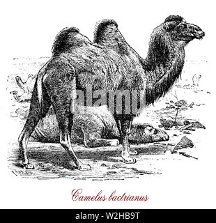 The Bactrian camel (Camelus bactrianus) is a large even-toed ungulate native to the steppes of Central Asia. The Bactrian camel has two humps on its back and since the antiquity serves as domesticated pack animal. Stock Photo