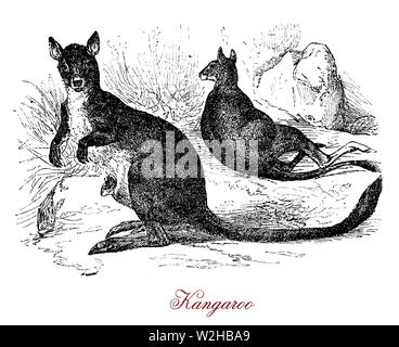 The kangaroo is the largest  marsupial indigenous to Australia. It has large and powerful hind legs, large feet adapted for leaping, a long muscular tail for balance, and a small head. Like most marsupials, female kangaroos have a pouch called marsupium in which the joeys complete their postnatal development. Stock Photo