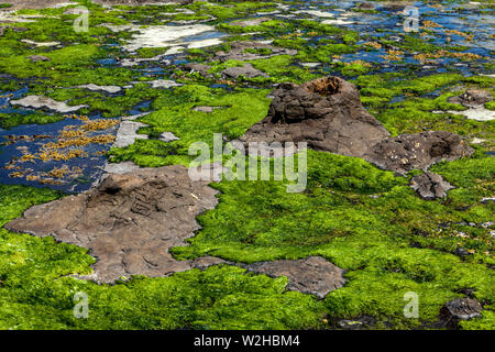 The Petrified Forest, Curio Bay, South Island, New Zealand Stock Photo