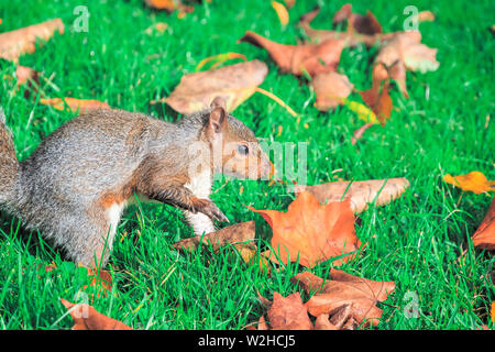 A squirrel searching food on green grass in Regent's Park of London Stock Photo