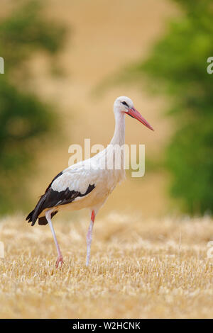 White Stork (Ciconia ciconia) searching for food on a stubble field near Frankfurt, Germany. Stock Photo