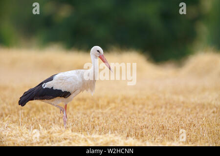 White Stork (Ciconia ciconia) searching for food on a stubble field near Frankfurt, Germany. Stock Photo