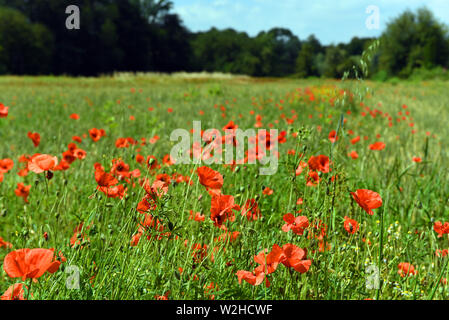 01 July 2019, North Rhine-Westphalia, Ratingen: A flower meadow with gossip poppies. Photo: Horst Ossinger//dpa Stock Photo
