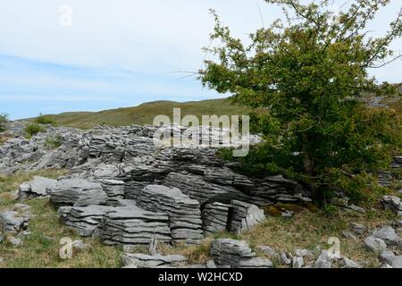 Limestone pavement grikes Ogof Ffynnon Ddu National Nature Reserve Brecon Beacons National Park Fforest Fawr UNESCO Geopark Wales Cymru UK Stock Photo
