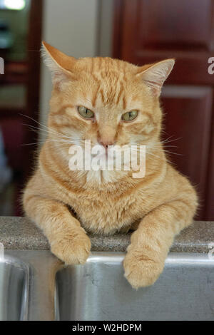 Orange cat leaning in thought Stock Photo