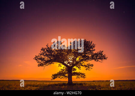 Landscape of a Tree with warm moon light, contemplation Stock Photo