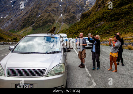 Visitors Take Photos Of The Mountain Parrots (Kea Birds) At The Entrance Of The Homer Tunnel, Fiordland National Park, South Island, New Zealand Stock Photo