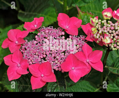 Pink Lacecap Hydrangea Stock Photo