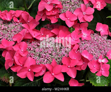 Pink Lacecap Hydrangea Stock Photo