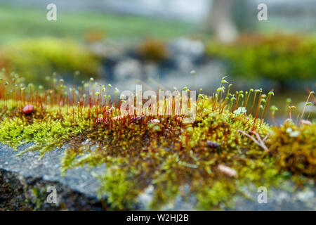 Fresh grass grows from moss. Fluffy moss on the stone. Spring mood in the forest. Red sprouts rise from moss in park. Stock Photo