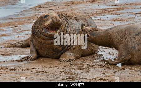 A pair of bull seals fighting. One has its teeth sunk into the side of the other one biting. The face of the other shows severe pain Stock Photo