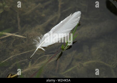 White feather with water drops drifting on water Stock Photo