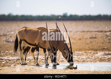 Two oryx gazellas drink water at sunrise in Etosha National Park, Namibia Stock Photo