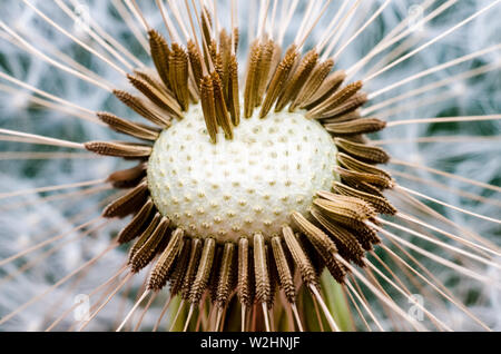 Taraxacum, Asteraceae, extreme macro close-up view of a dandelion flower with seeds in center Stock Photo